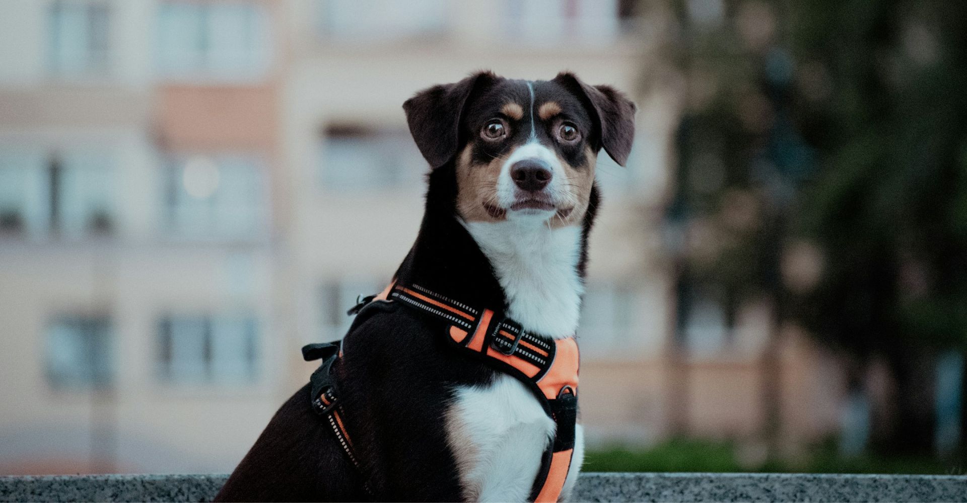 appartamento pet-friendly