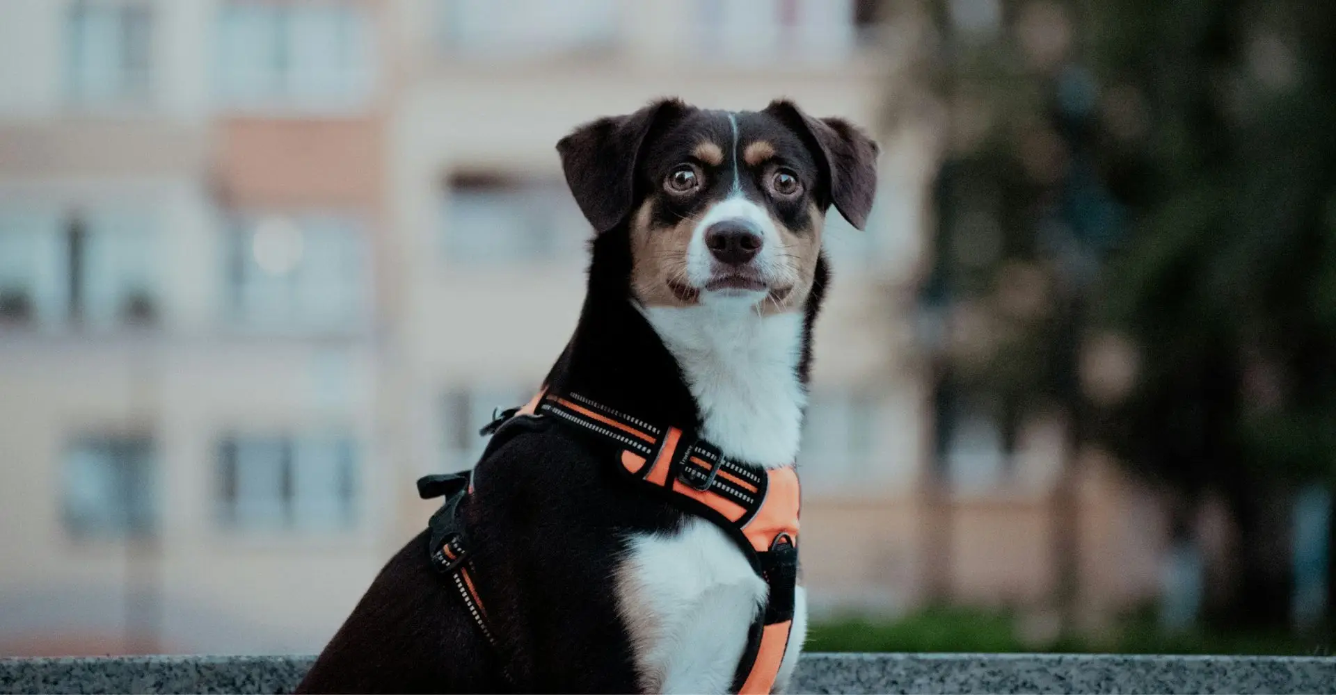 pet-friendly-apartment